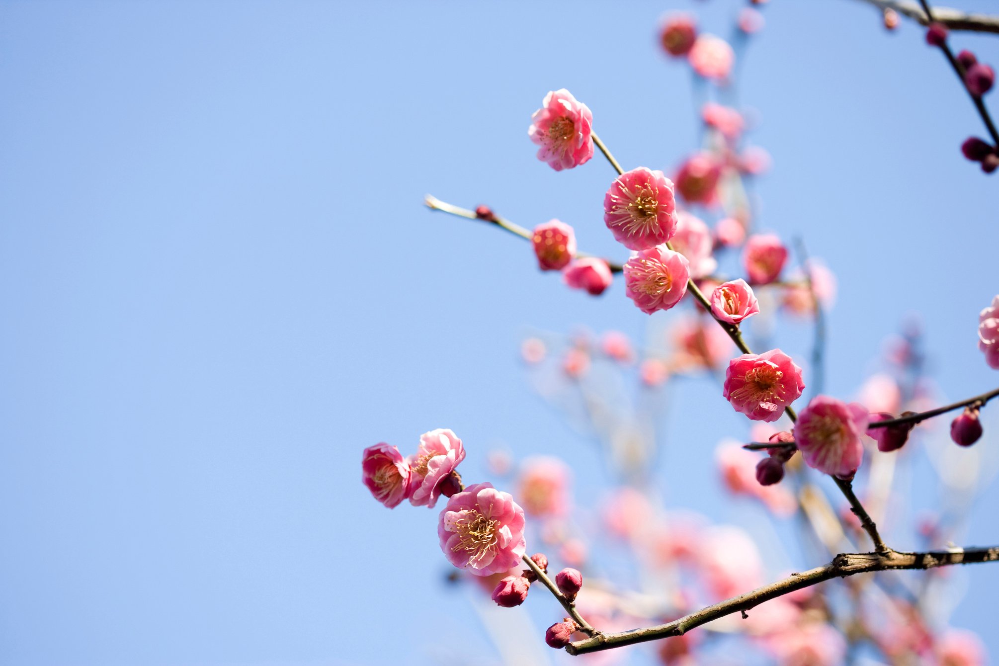 Plum blossom